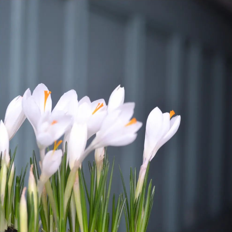 Le Petit Crocus - photo 7