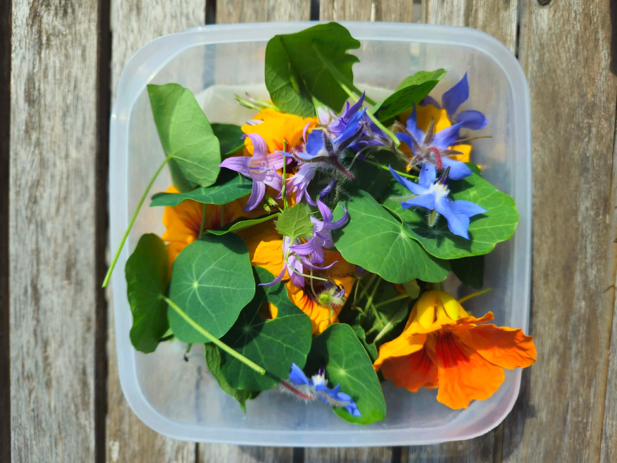 L'équipe du Petit Crocus